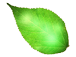 title-bigleaf